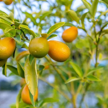 Alba Pula *